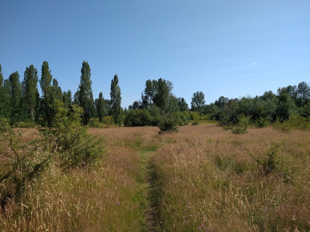 Ikegai: or, finding meaning and&nbsp;purpose