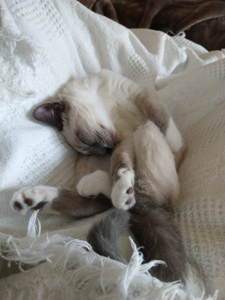 Coconut the Siamese kitten, sleeping in my lap all twisty!