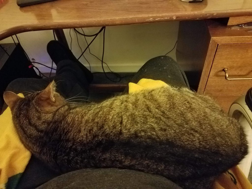 Flip the cat sleeping on my lap