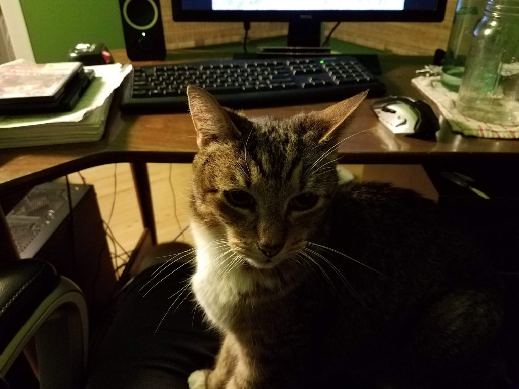 Flip the cat sitting on my lap