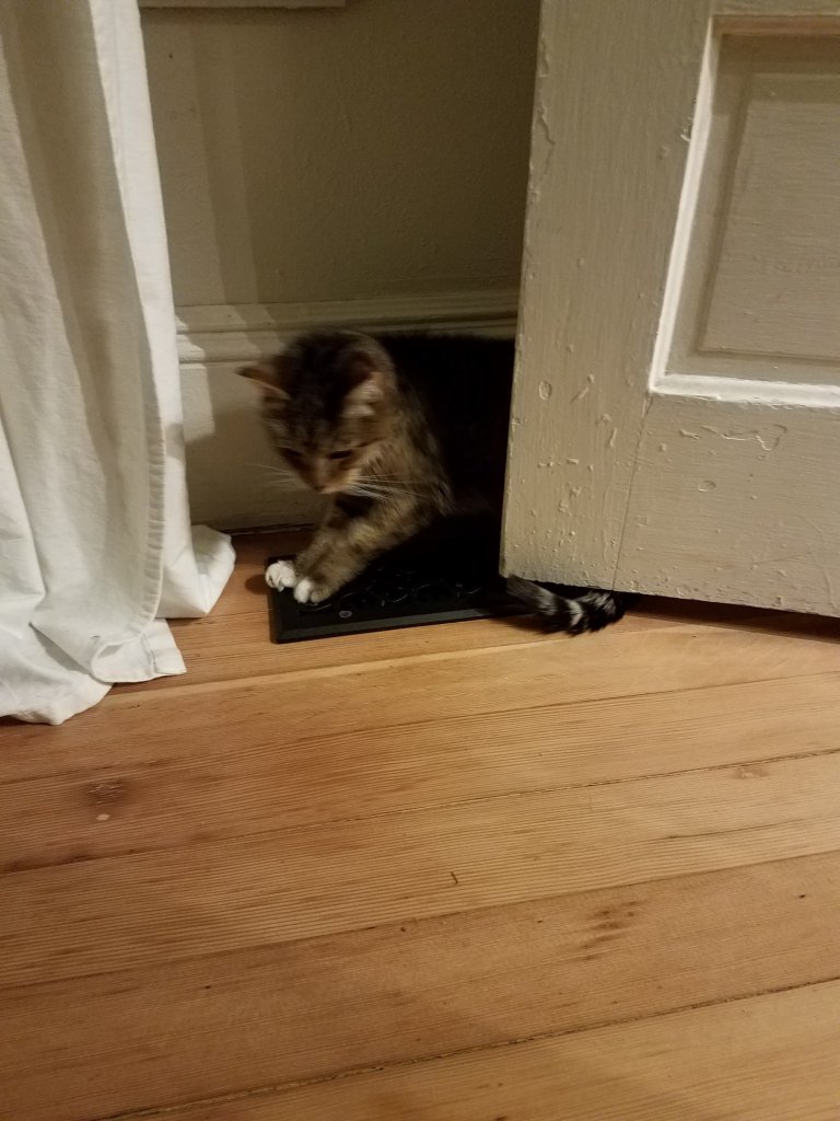 Flip the cat sitting on the vent to keep warm.