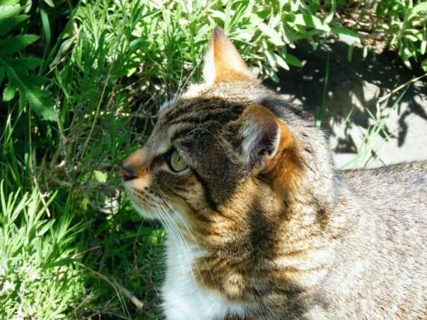 Remembering my cat&nbsp;Flip.