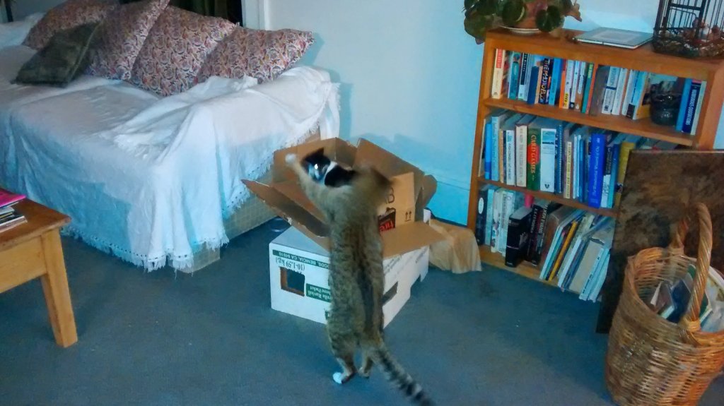 Flip the cat and Lucy the cat playing 2