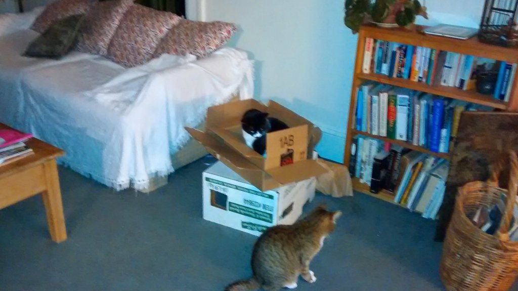 Flip the cat and Lucy the cat playing 1