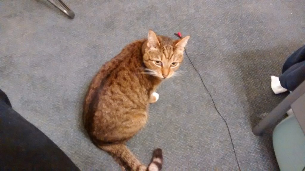 Flip the cat looking up at me with a toy on the carpet
