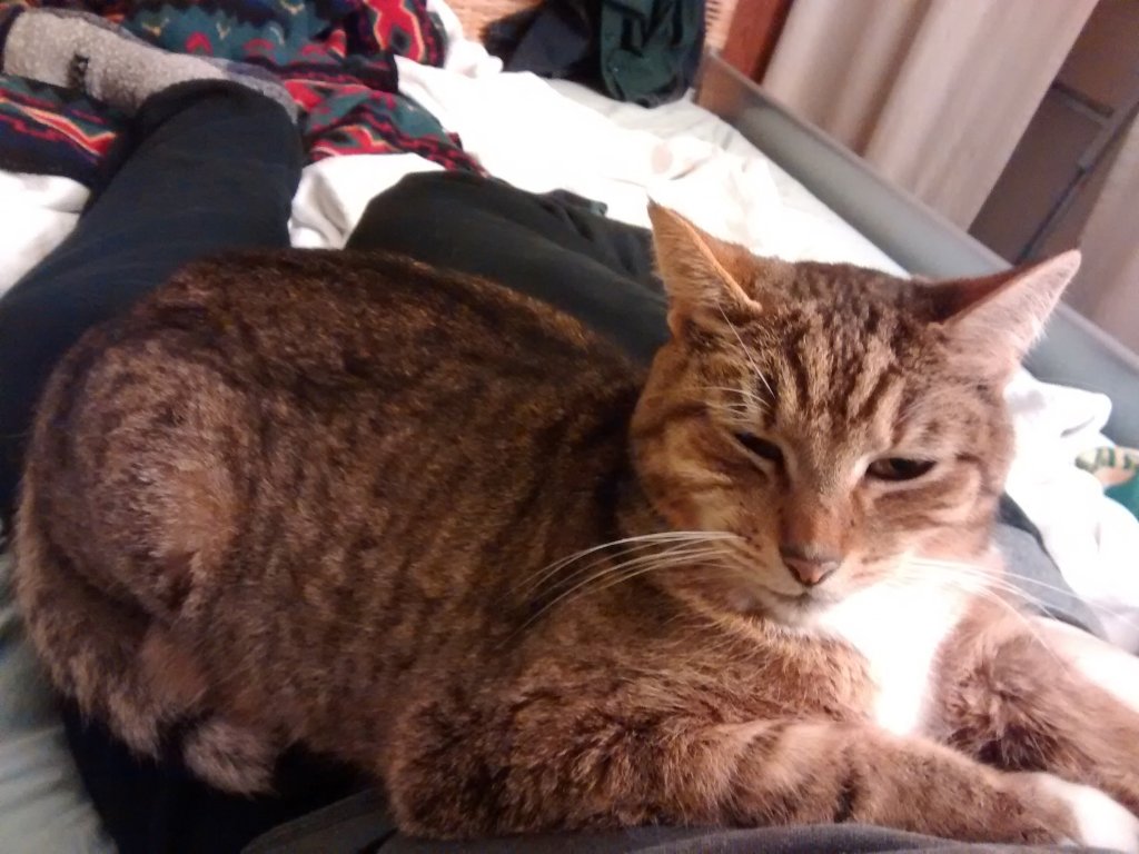 Flip the cat sleeping on my lap