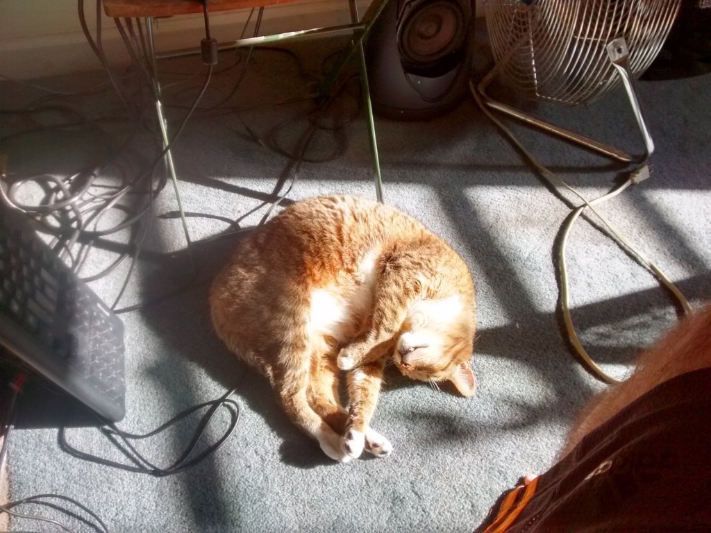 Flip the cat sleeping in a sun spot