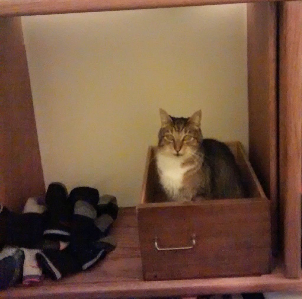 Flip in a drawer being silly for attention