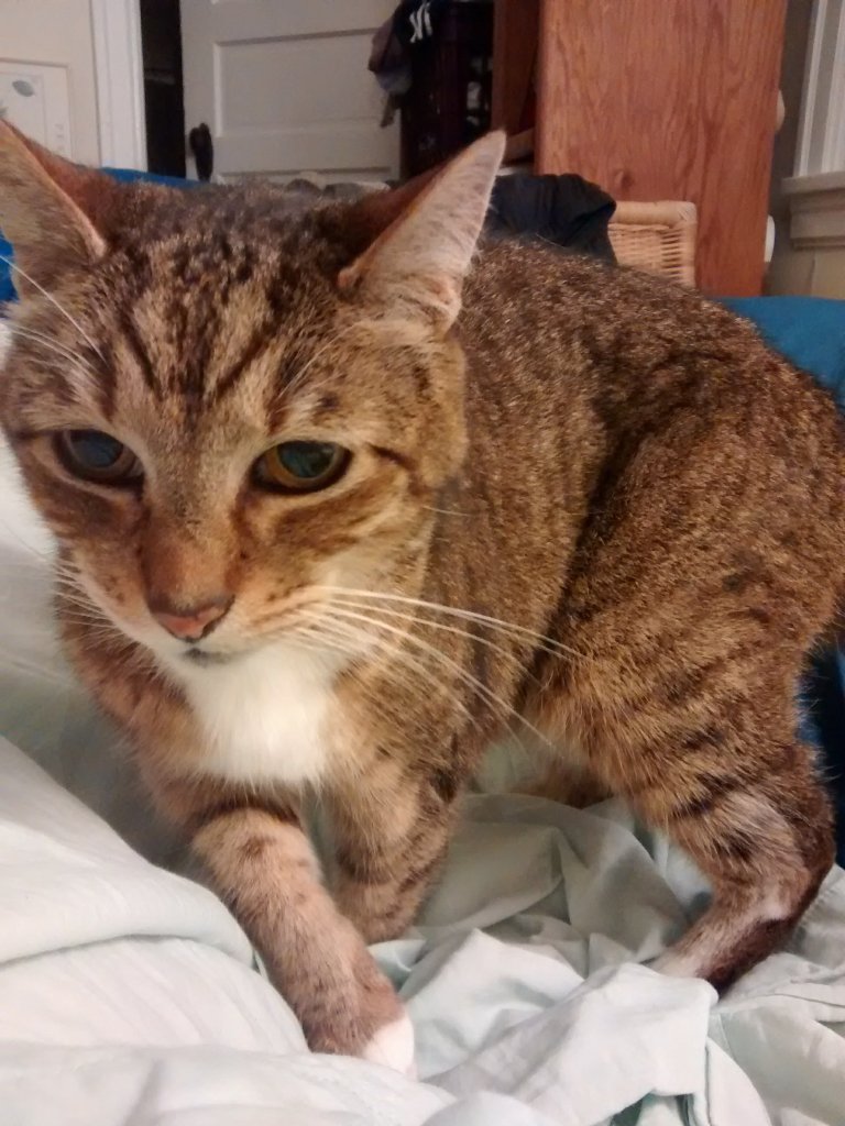 Flip the cat visiting me on my bed.