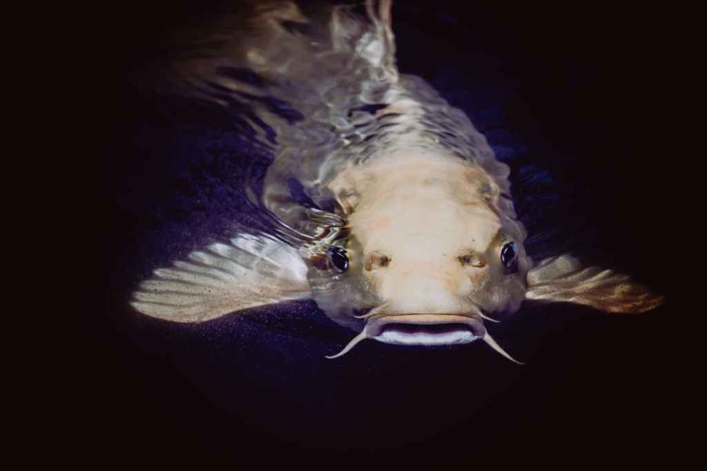 Picture of a catfish, the actual fish, not a person.