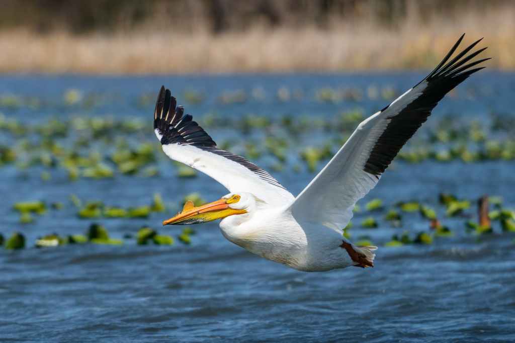 This was the only result for "Whoops" in the pexel free photo feature in WordPress. Bird unrelated to post.
