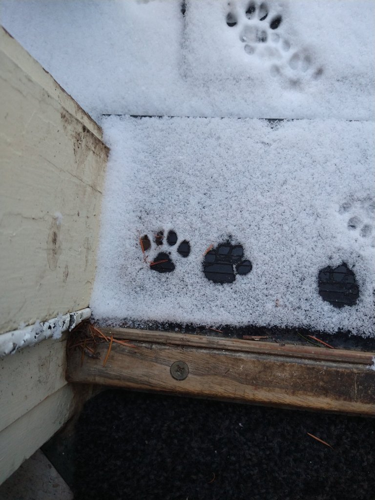 Picture of cat paw prints in a doorway. 