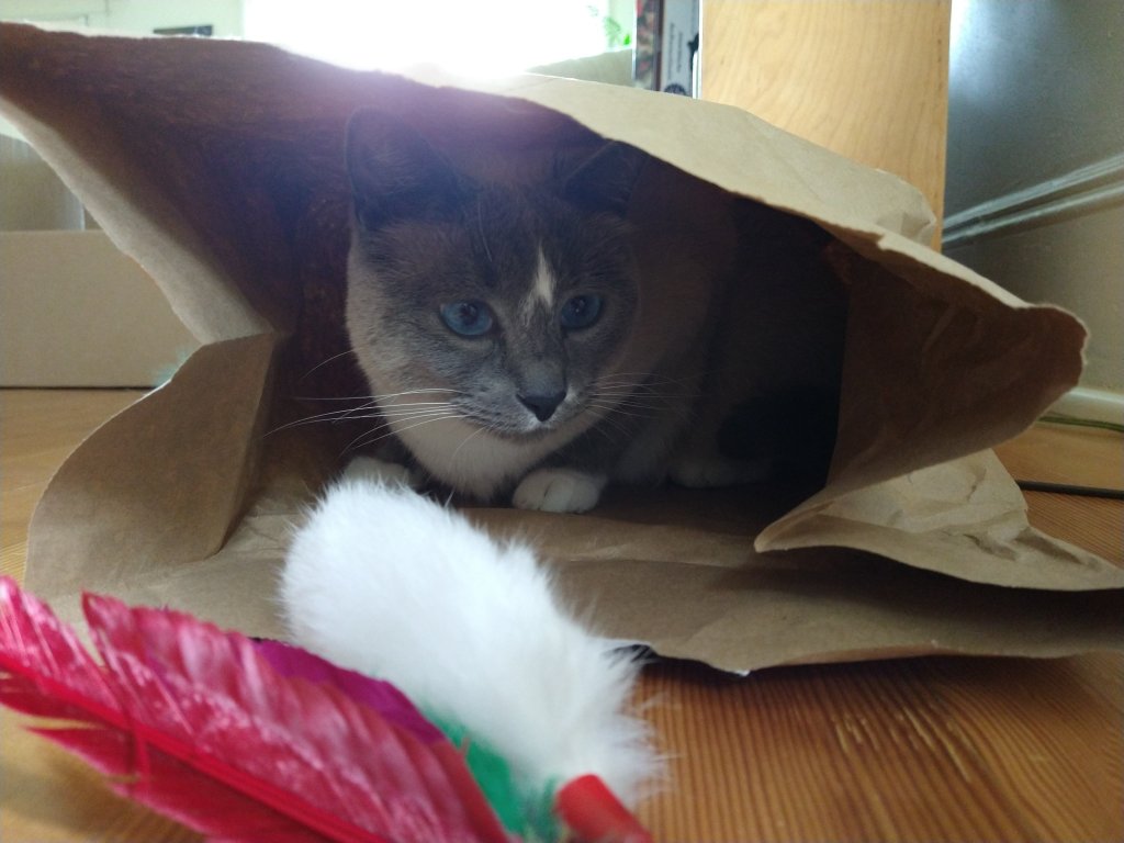Coco the Siamese cat, in a paper bag, playing.  Sometimes, she moves from a box to a bag, to play in a different spot. I'm grateful you are so lovely, Coco. Such a sweet kitty. 🐱