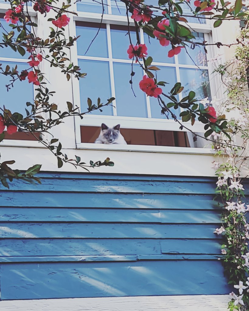 Coconut perched on the window, waiting for me to arrive home from work. An earlier time when she didn't know how to escape.
