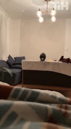 A black and white cat jumping a long distance from a couch to a bed, landing gracefully.