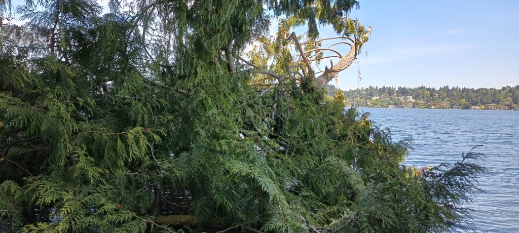 Chop wood, Carry&nbsp;Water