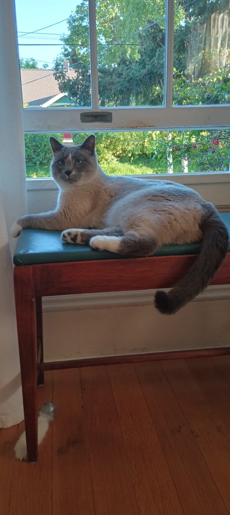 Siamese cat laying on a bench next to a partially opened window. It's bright and sunny May day outside.