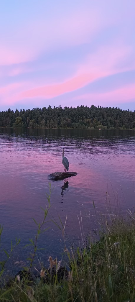 A blue heron sits on a rock in a lake staring at an island and a purple-pink night sky